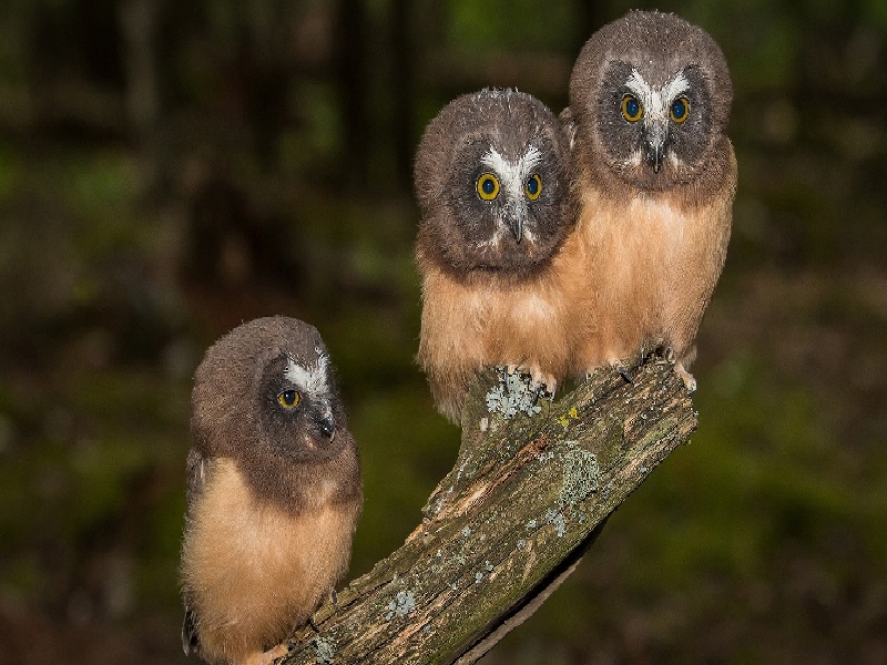 女方试管卵子问题（如何确定试管成功）